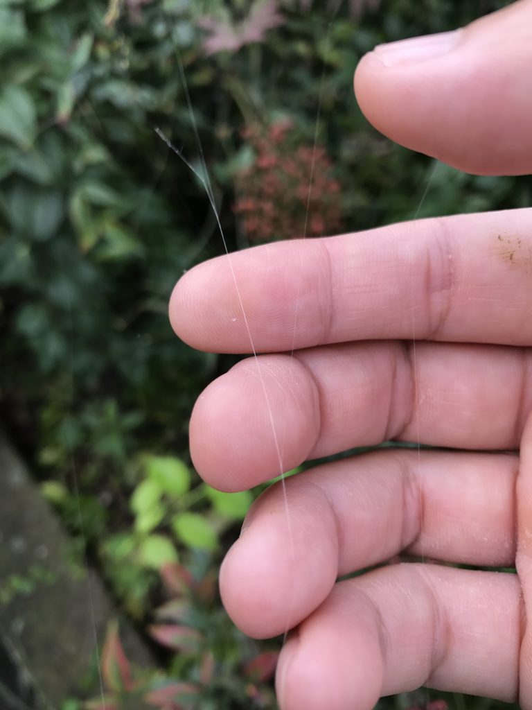 クモの糸と脈診、細脈は蜘蛛の絲に似る